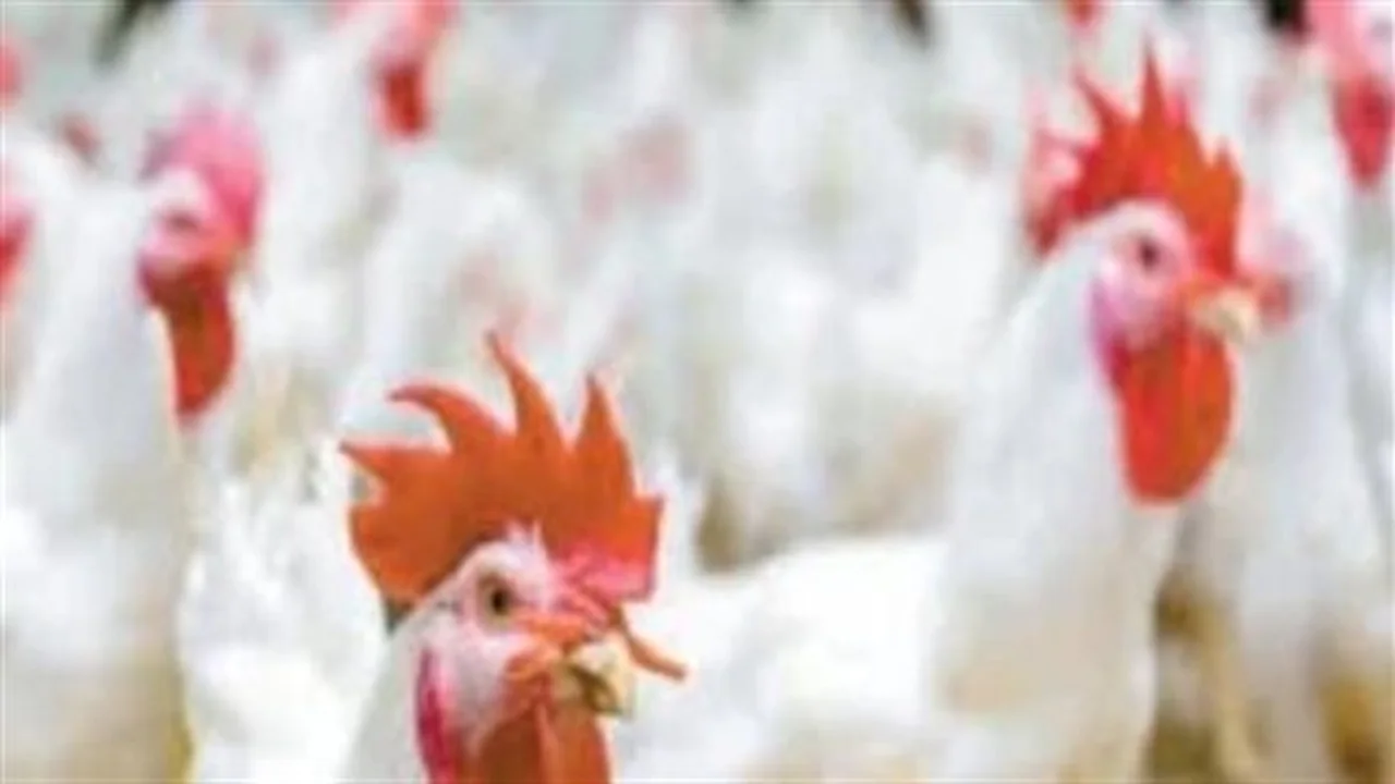 تقلبات الأسعار.. أرقام دقيقة لأسعار الفراخ البيضاء والبلدي في الأسواق المصرية